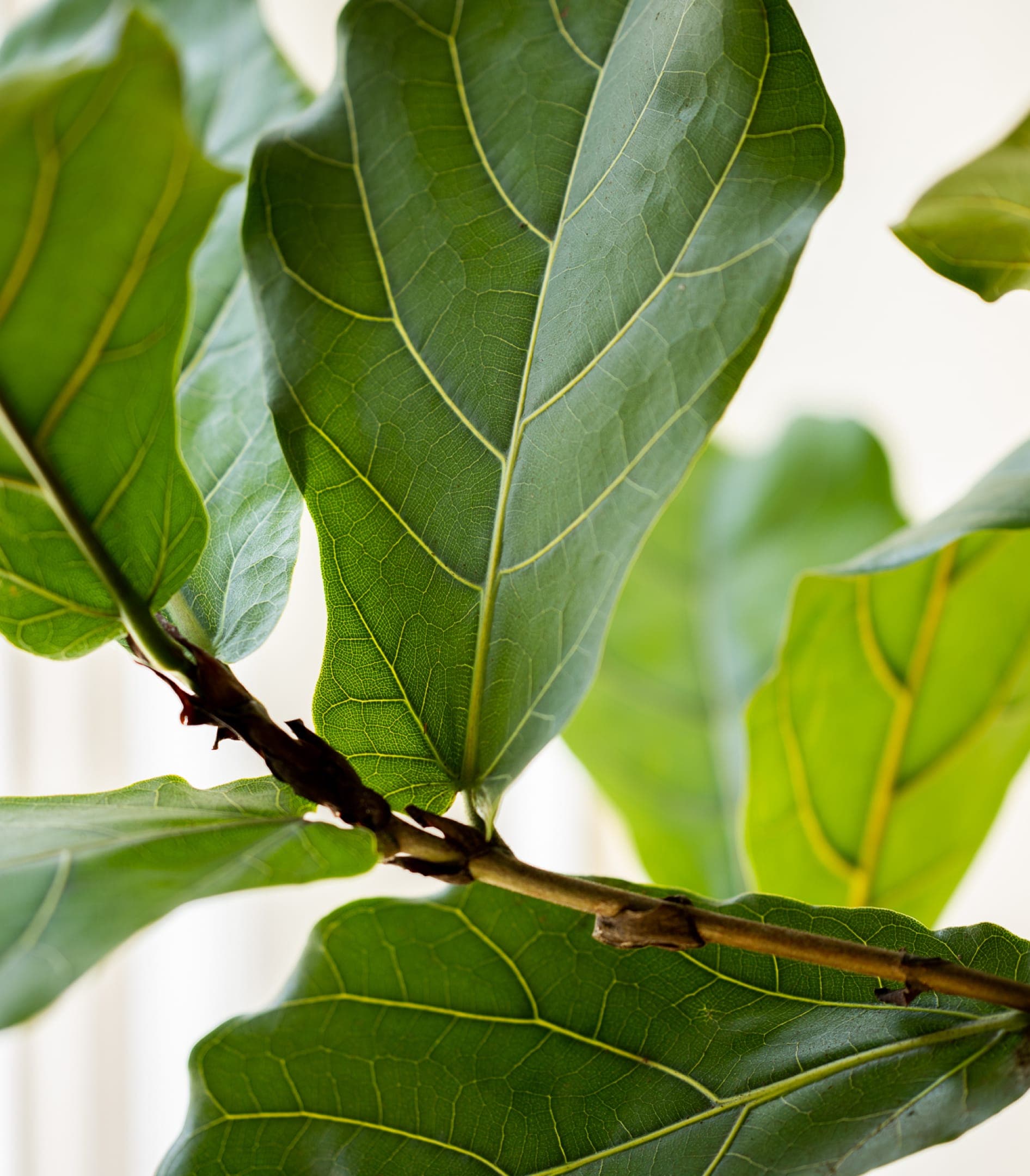 A close-up of a plant in the Functn office in Vienna.